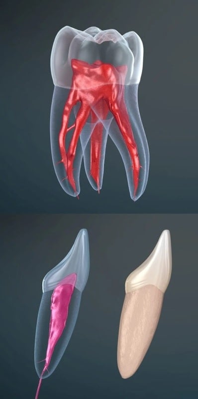 Dental 3D Illustrations 2.0.95 (Subscribed)