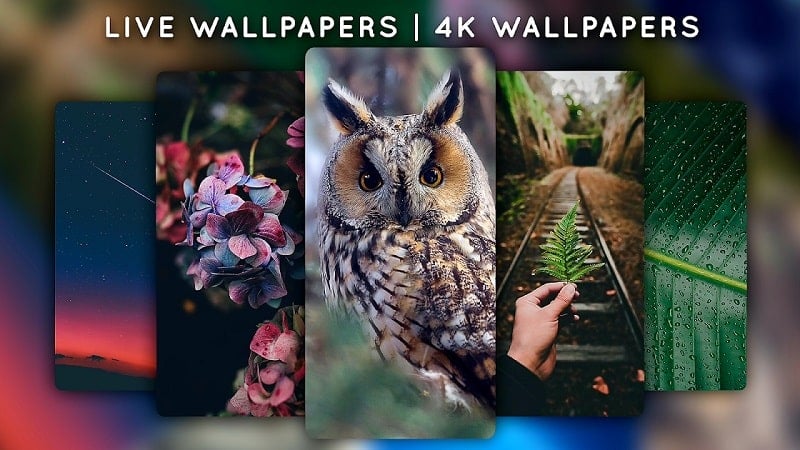 Live Wallpapers, 4K Wallpapers 5.1 (Premium Unlocked)