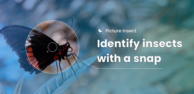 Picture Insect: Bug Identifier 2.8.32 (Unlocked Premium)