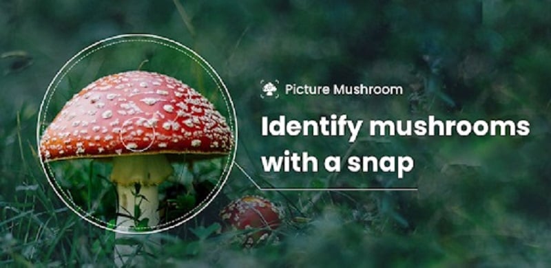 Picture Mushroom 2.9.29 (Premium unlocked)